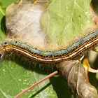 Ringelspinner (Malacosoma neustria)