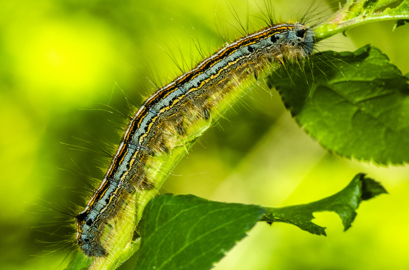 Ringelspinner (Malacosoma neustria)