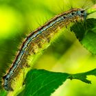 Ringelspinner (Malacosoma neustria)