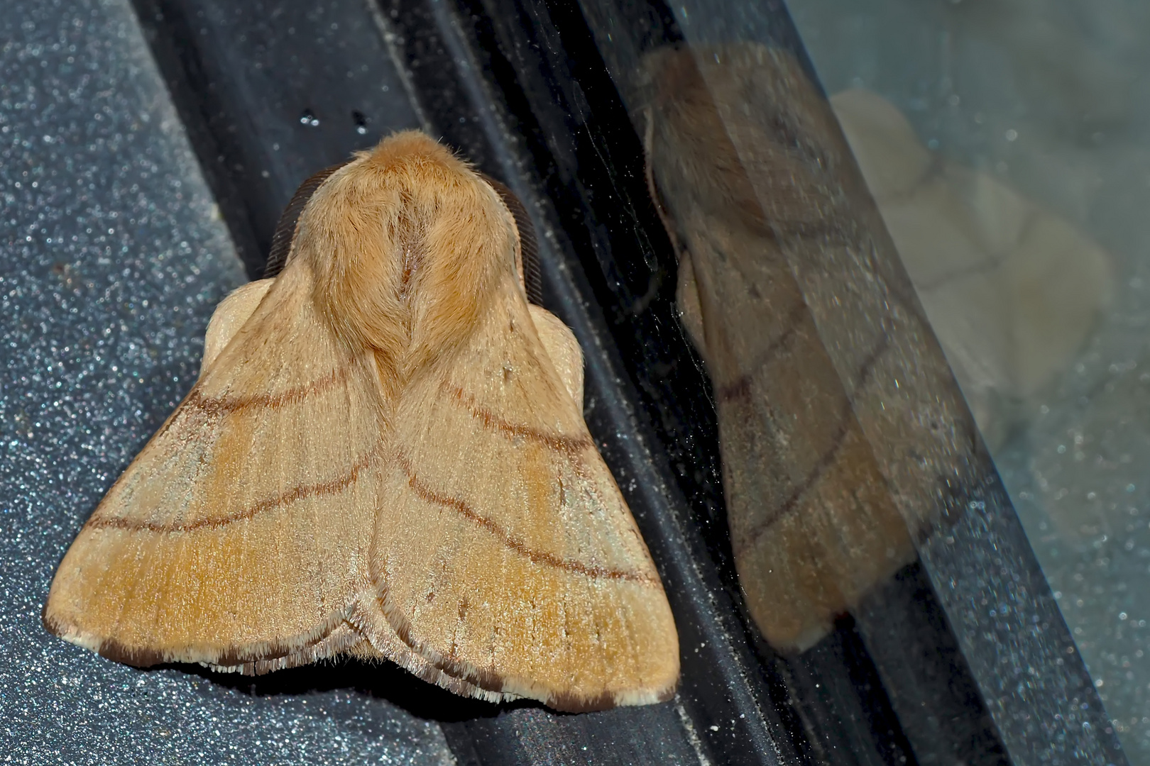 Ringelspinner: Malacosoma neustria, Männchen. - Livrée des arbres, Bombyx à livrée, mâle.