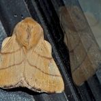 Ringelspinner: Malacosoma neustria, Männchen. - Livrée des arbres, Bombyx à livrée, mâle.