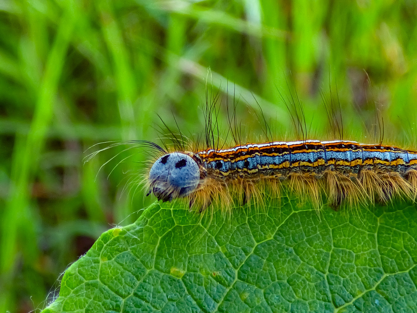 Ringelspinner Raupe