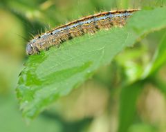 Ringelspinner-Raupe (Malacosoma neustria )