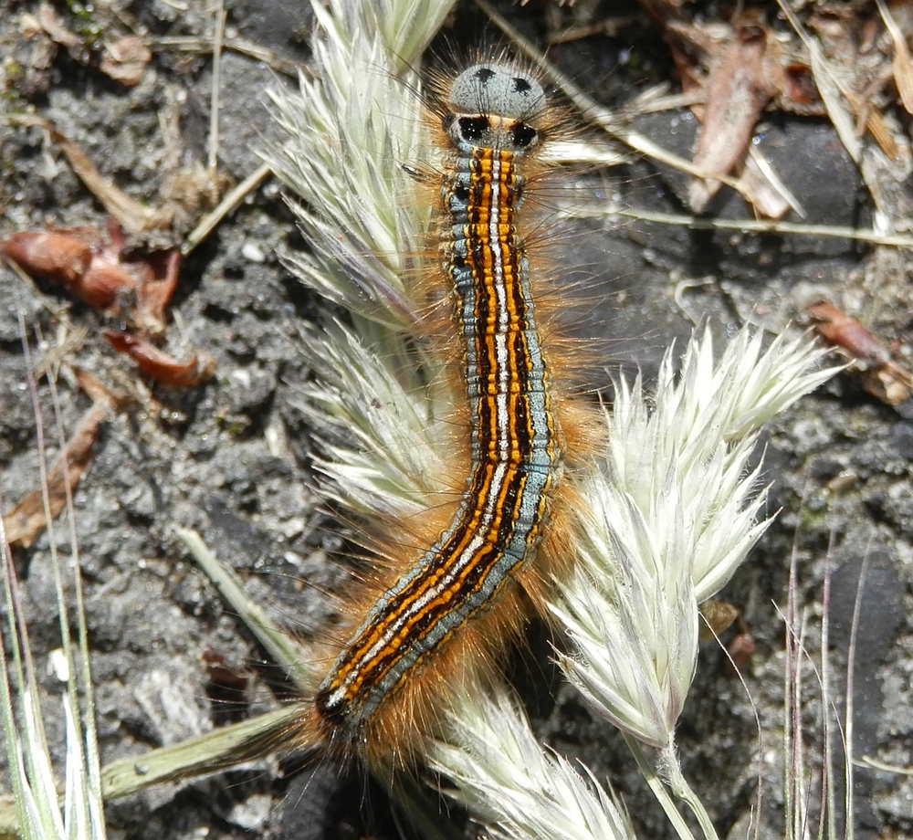 Ringelspinner-Raupe (Malacosoma neustria)