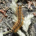 Ringelspinner-Raupe (Malacosoma neustria)