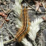 Ringelspinner-Raupe (Malacosoma neustria)