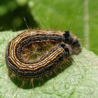 Ringelspinner-Raupe (Malacosoma neustria) - Ganz schön stachelig !!!