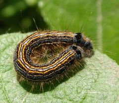 Ringelspinner-Raupe (Malacosoma neustria) - Ganz schön stachelig !!!