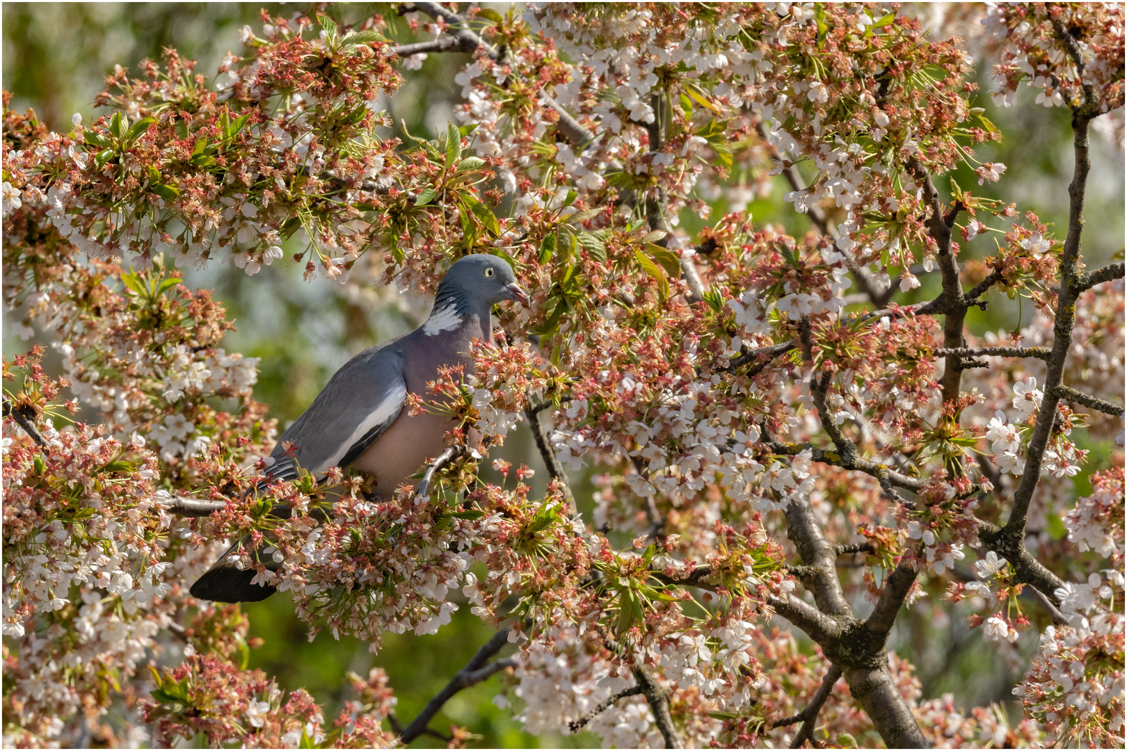 "Ringeltaube" - 500 mm plus Crop