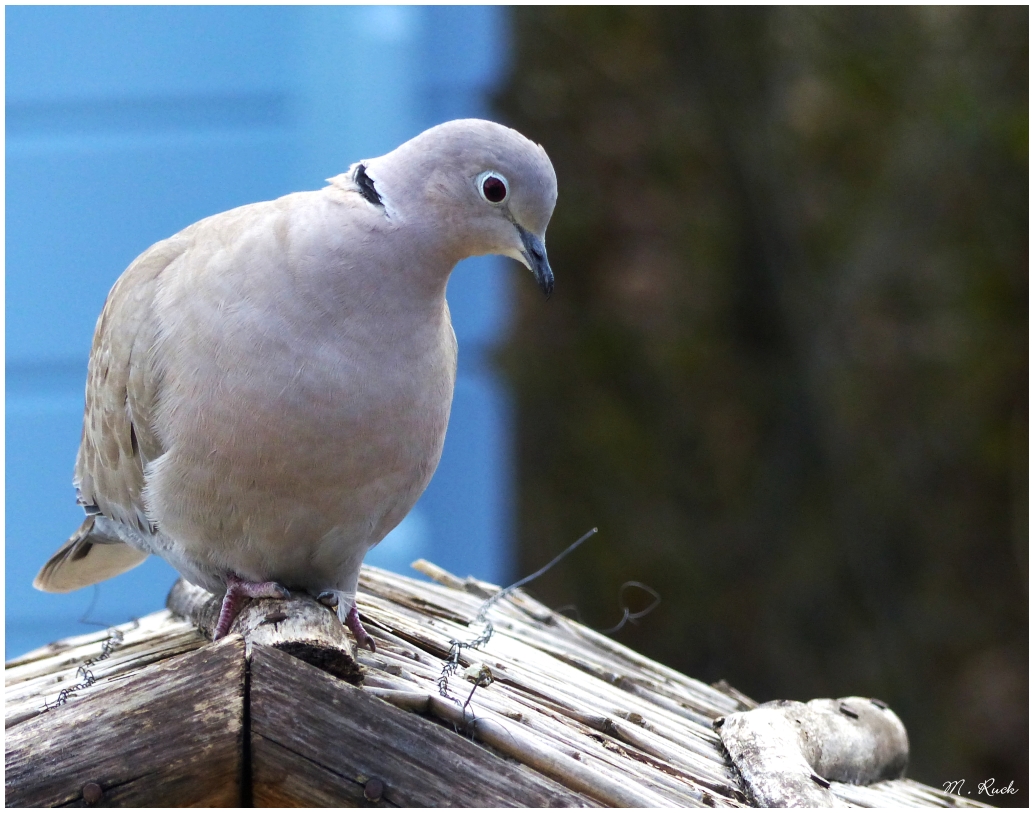 Ringeltaube am Vogelhaus ,