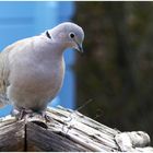 Ringeltaube am Vogelhaus ,