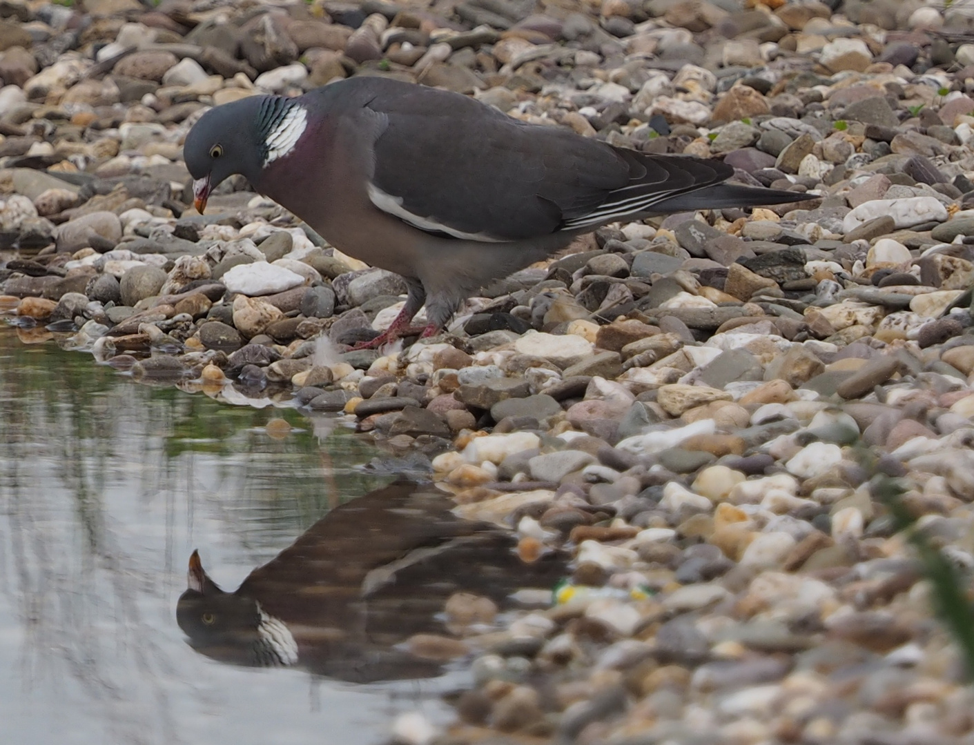 Ringeltaube am Wasser