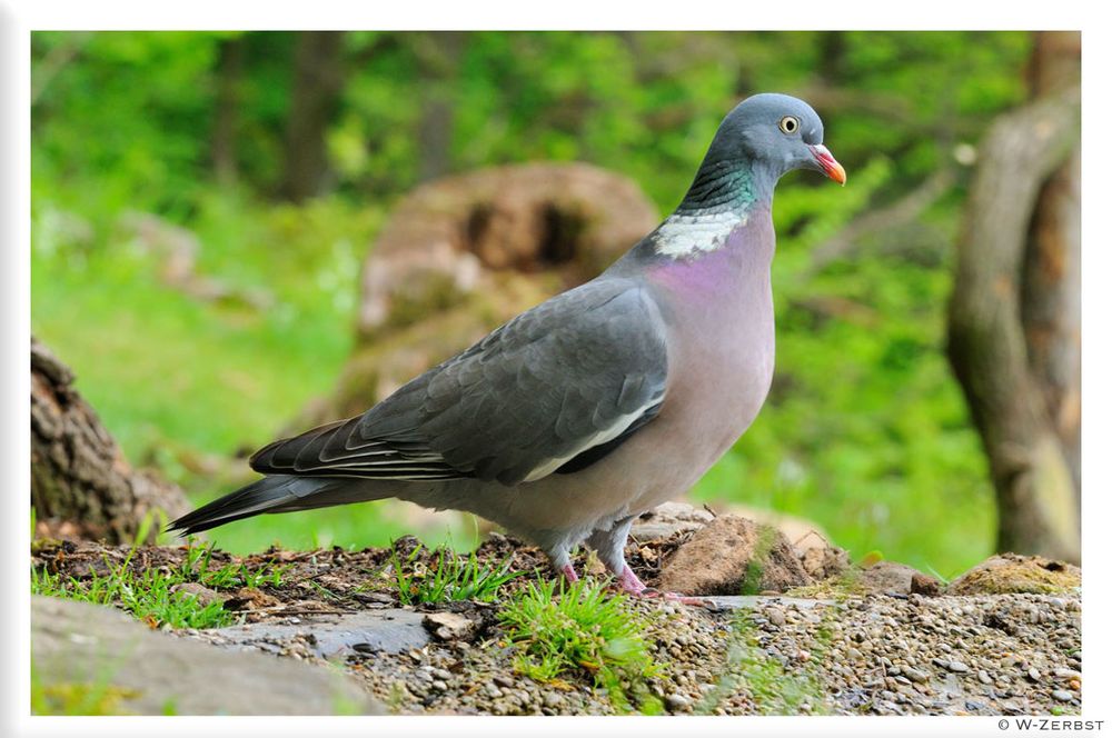 - Ringeltaube - ( Columba palmbus )