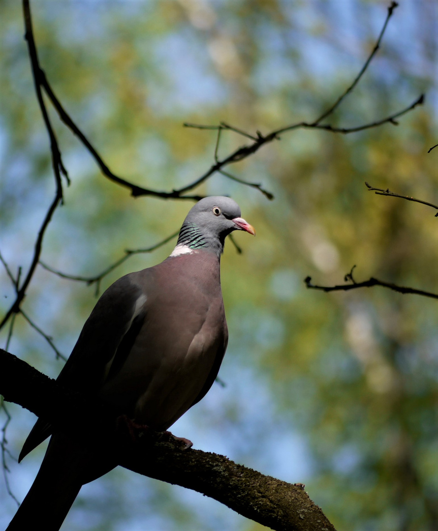 Ringeltaube (Columba palumbus)