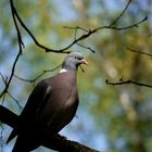 Ringeltaube (Columba palumbus)