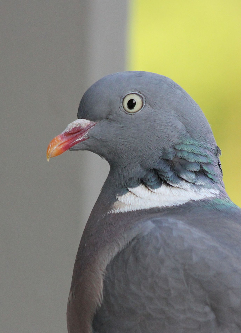 Ringeltaube (Columba palumbus)