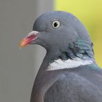 Ringeltaube (Columba palumbus)