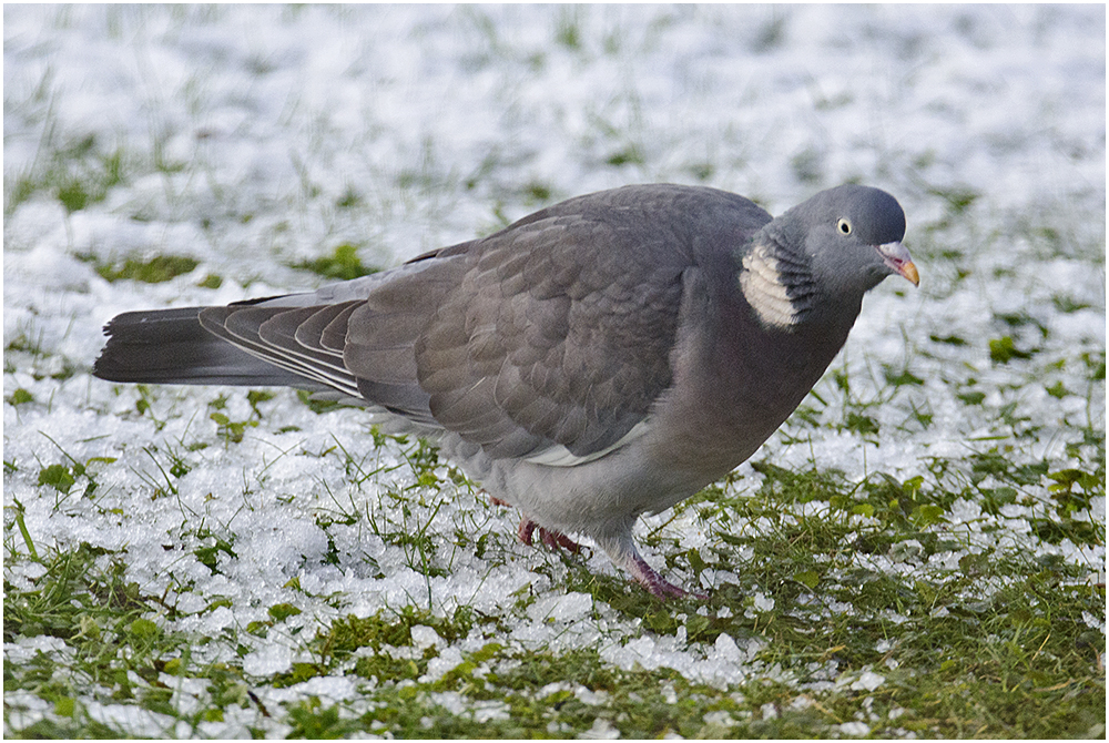 Ringeltaube - Columba palumbus