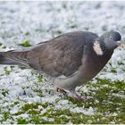 Ringeltaube - Columba palumbus