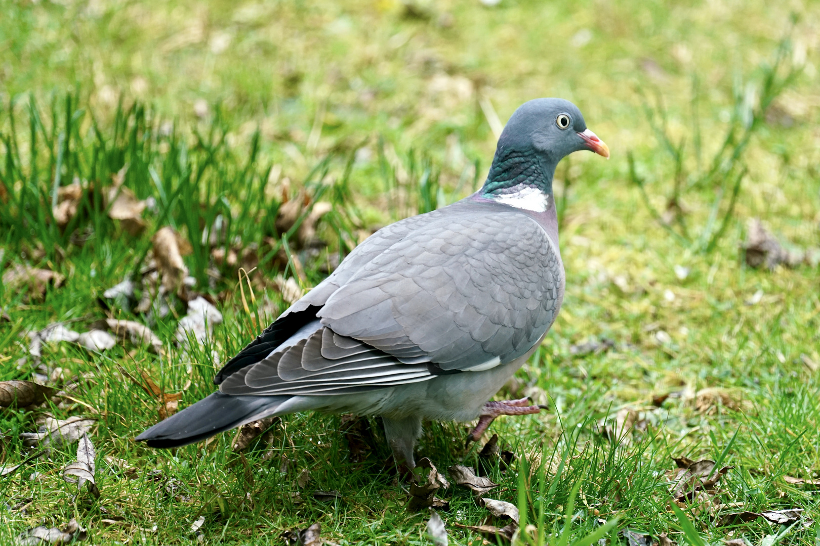 Ringeltaube (Columba palumbus)