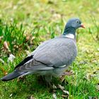 Ringeltaube (Columba palumbus)