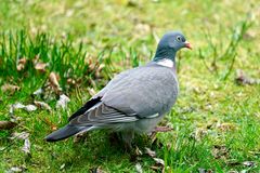 Ringeltaube (Columba palumbus)