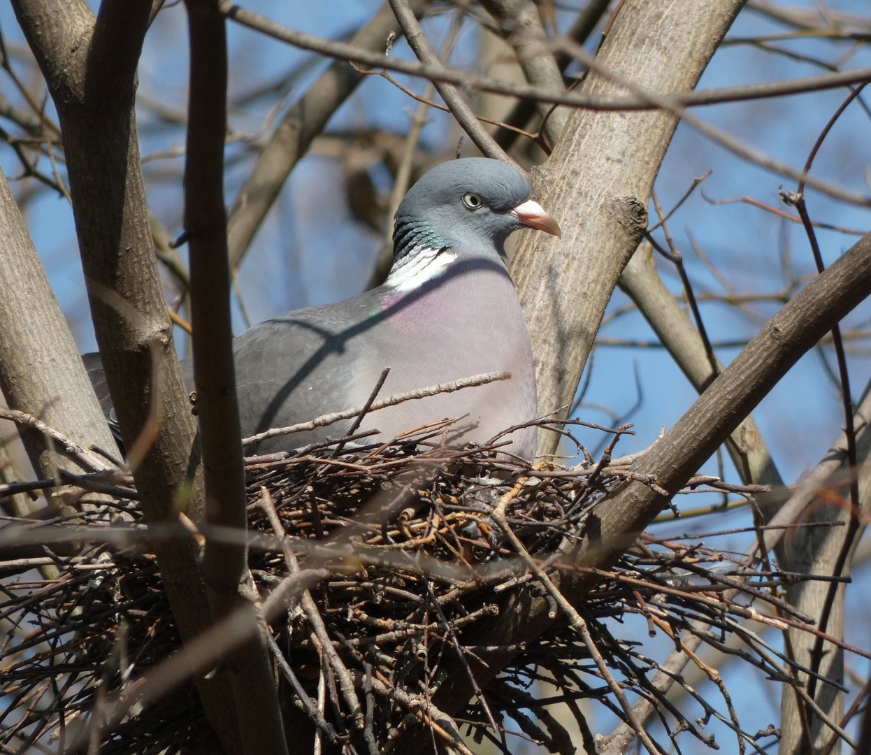 Ringeltaube (Columba palumbus)