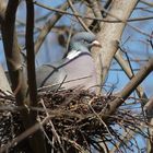 Ringeltaube (Columba palumbus)