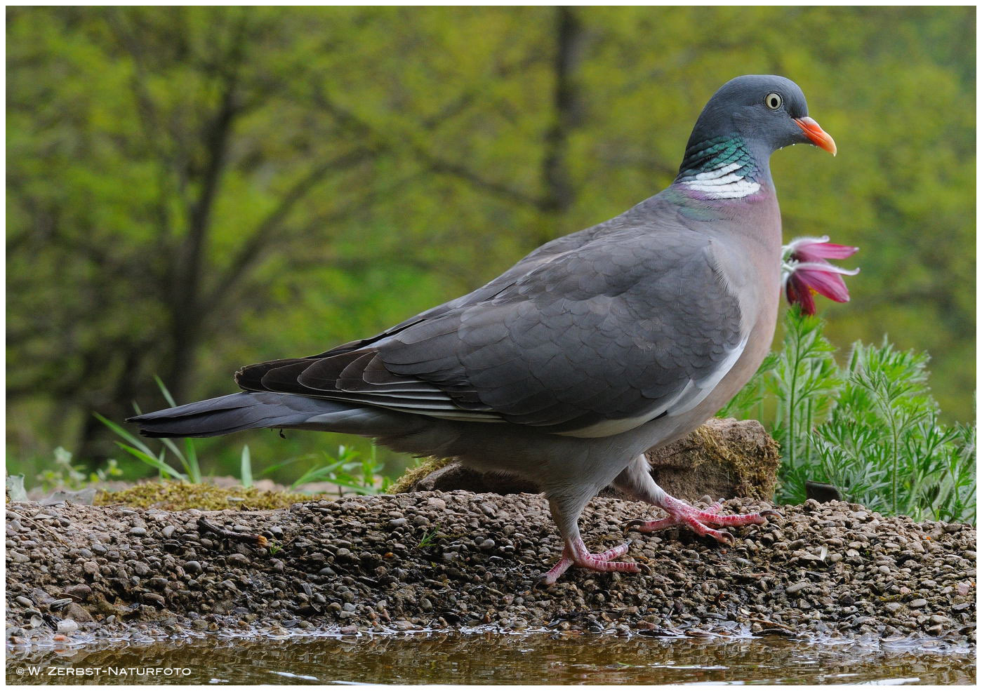 --- Ringeltaube --- ( Columba palumbus )