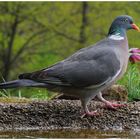 --- Ringeltaube --- ( Columba palumbus )