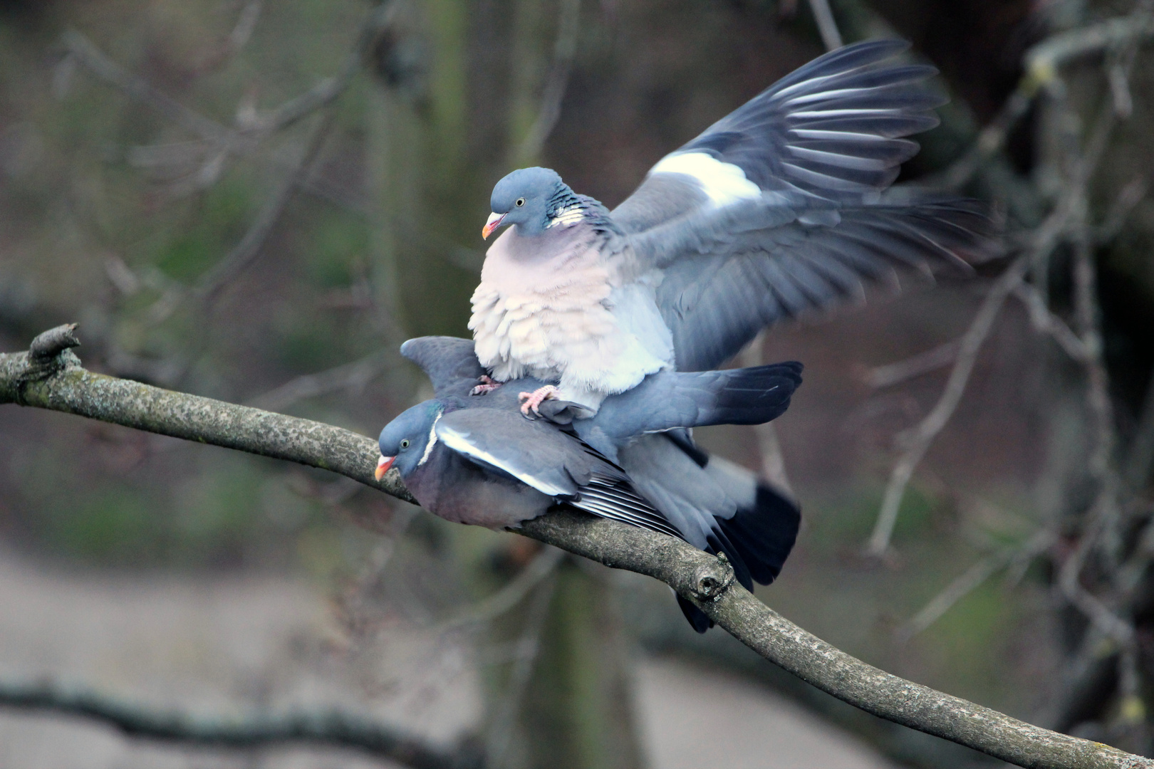  Ringeltaube (Columba palumbus)