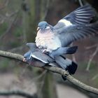  Ringeltaube (Columba palumbus)