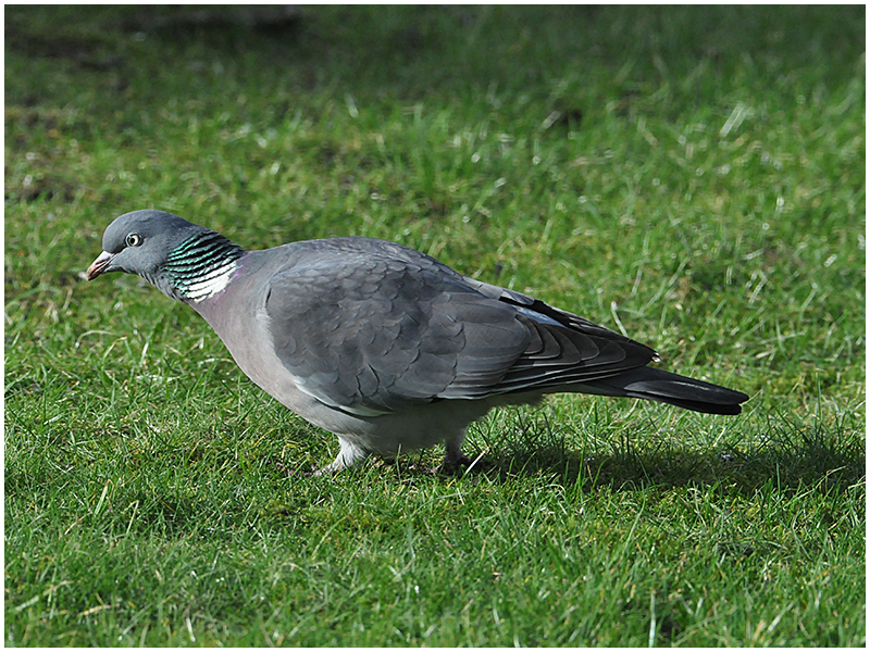 Ringeltaube - Columba palumbus