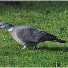 Ringeltaube - Columba palumbus