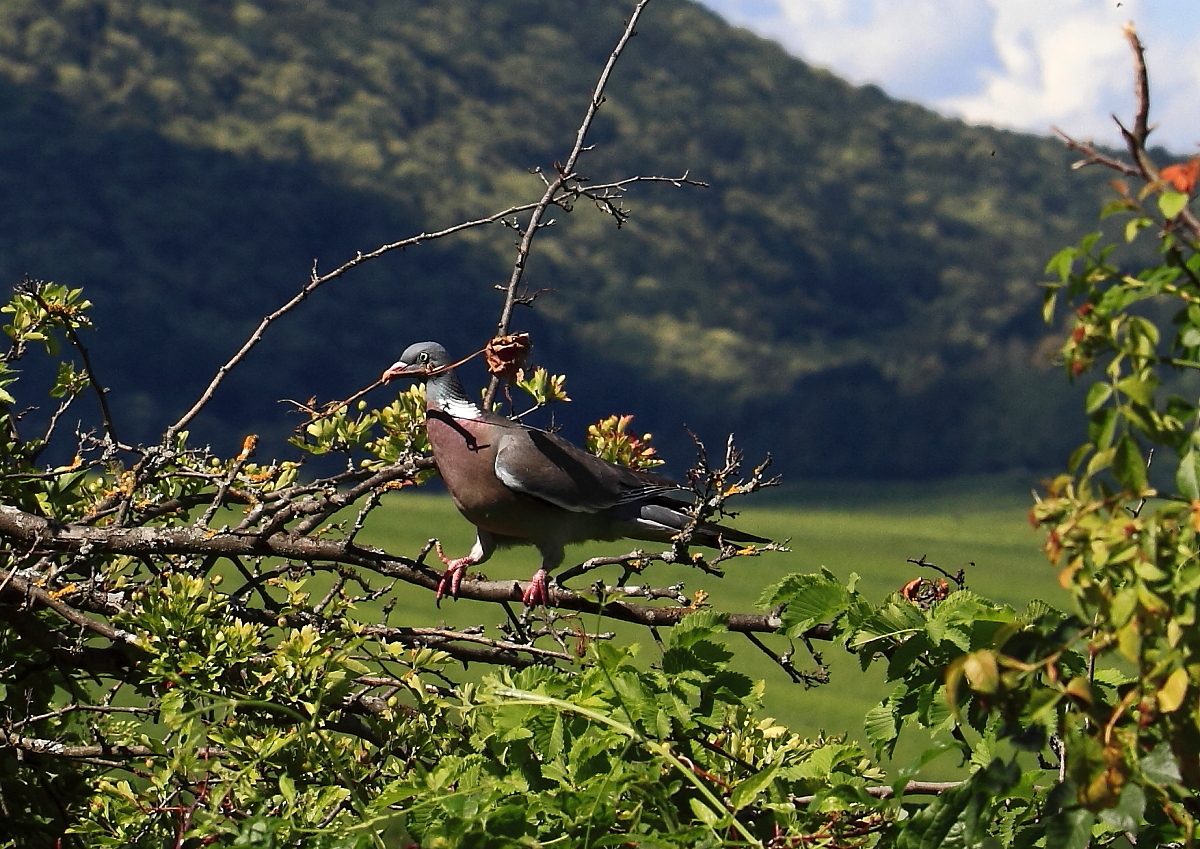 Ringeltaube (Columba palumbus) 