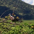 Ringeltaube (Columba palumbus) 