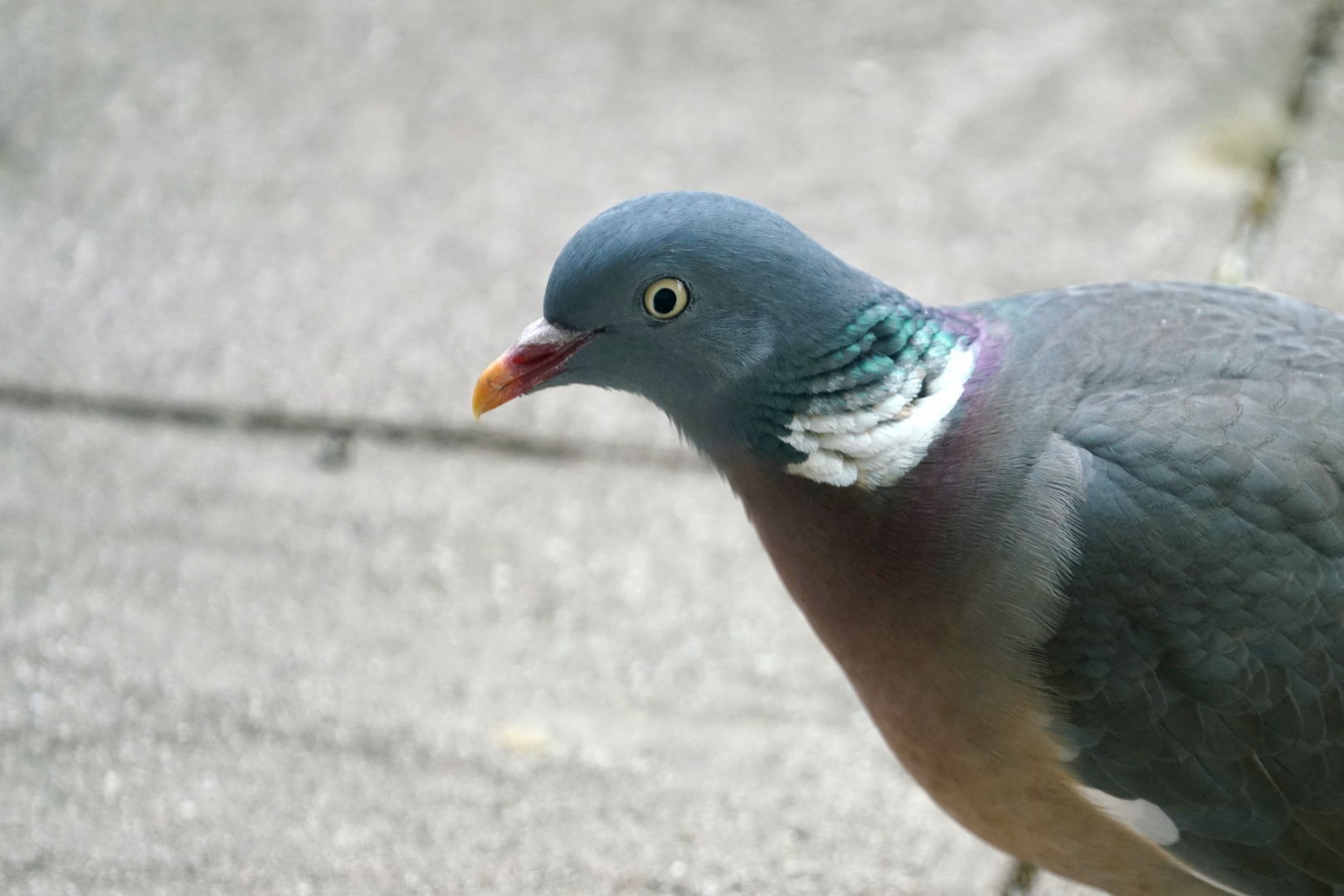 Ringeltaube (Columba palumbus)