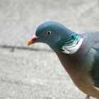 Ringeltaube (Columba palumbus)