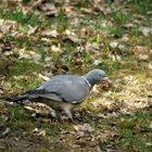 Ringeltaube (Columba palumbus)