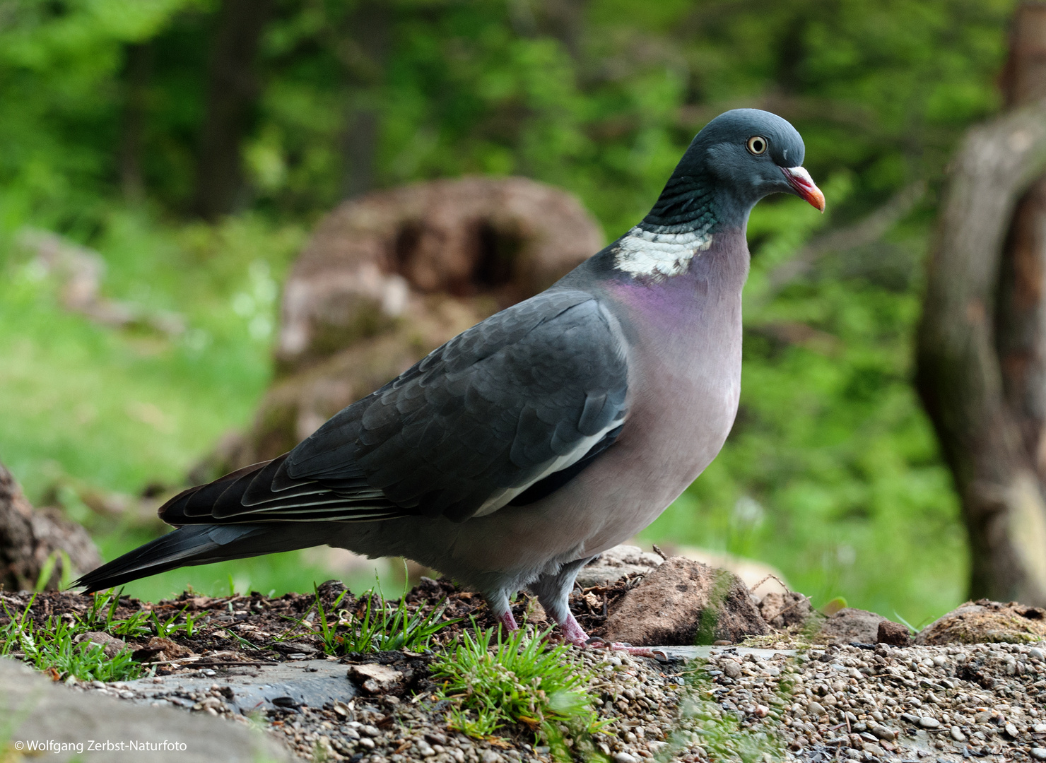 --- Ringeltaube ---   ( Columba palumbus )