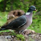 --- Ringeltaube ---   ( Columba palumbus )