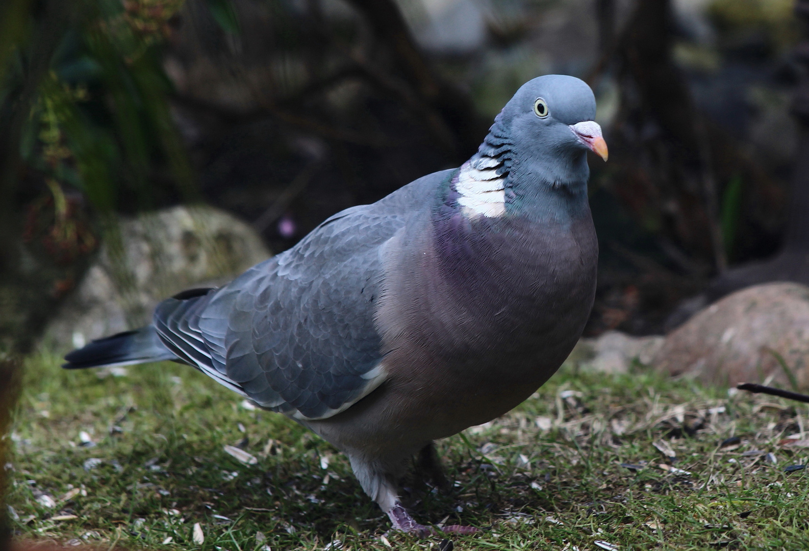 Ringeltaube (Columba palumbus)