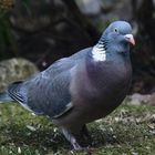 Ringeltaube (Columba palumbus)