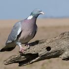 Ringeltaube (Columba palumbus) 