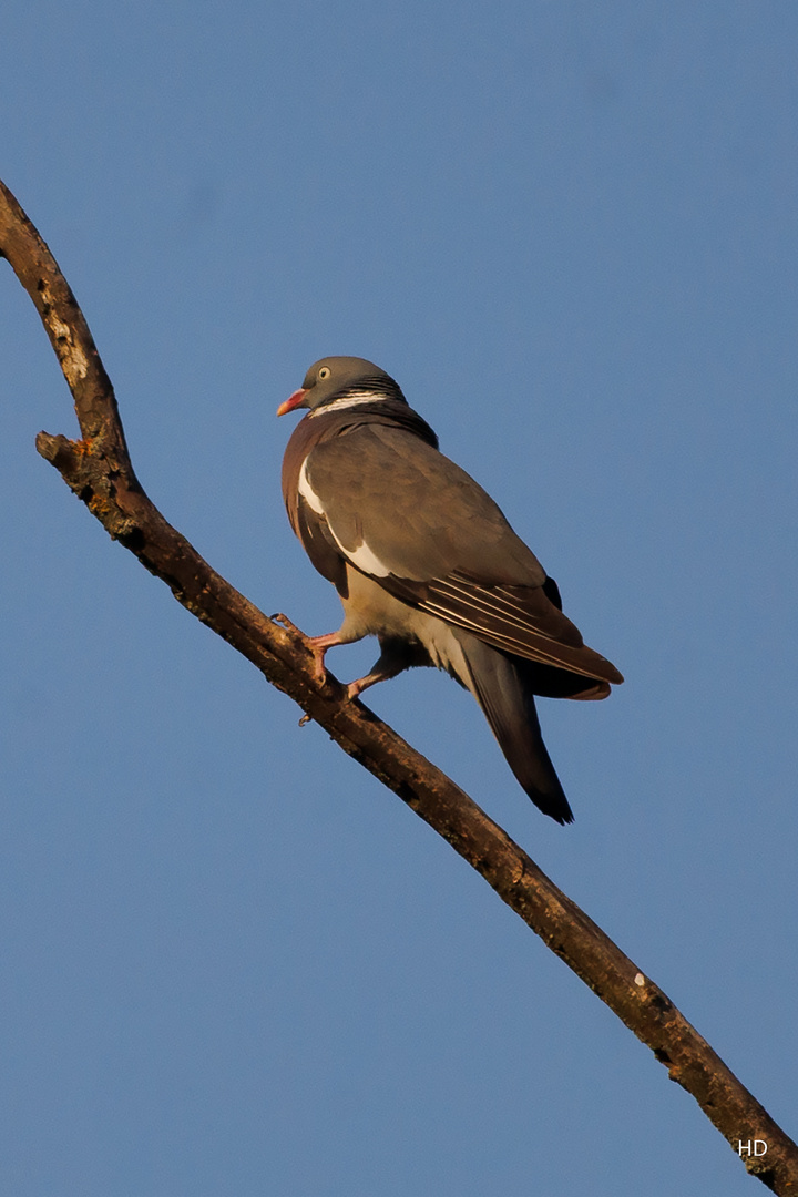 Ringeltaube (Columba palumbus)