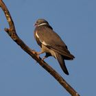 Ringeltaube (Columba palumbus)