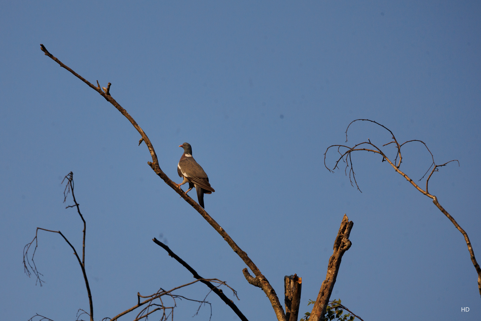 Ringeltaube (Columba palumbus)