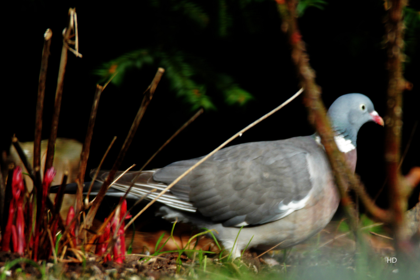 Ringeltaube (Columba palumbus)