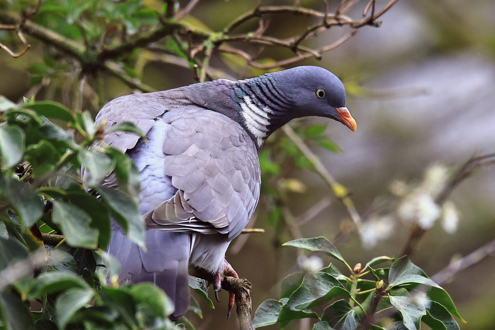 Ringeltaube Columba palumbus