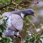 Ringeltaube Columba palumbus